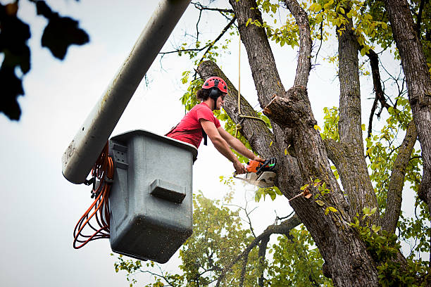 Best Leaf Removal  in Fanwood, NJ